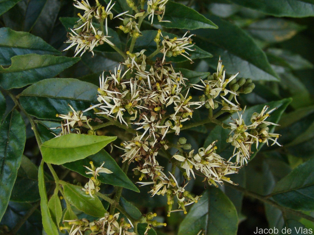 Micromelum minutum (G.Forst.) Wight & Arn.